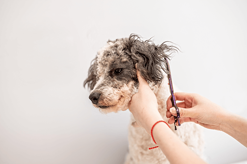 Ear Grooming