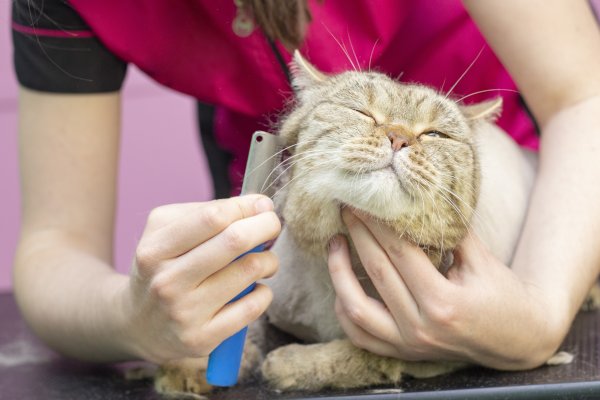 Cat Grooming | K'9 Designz | Kamloops, British Columbia