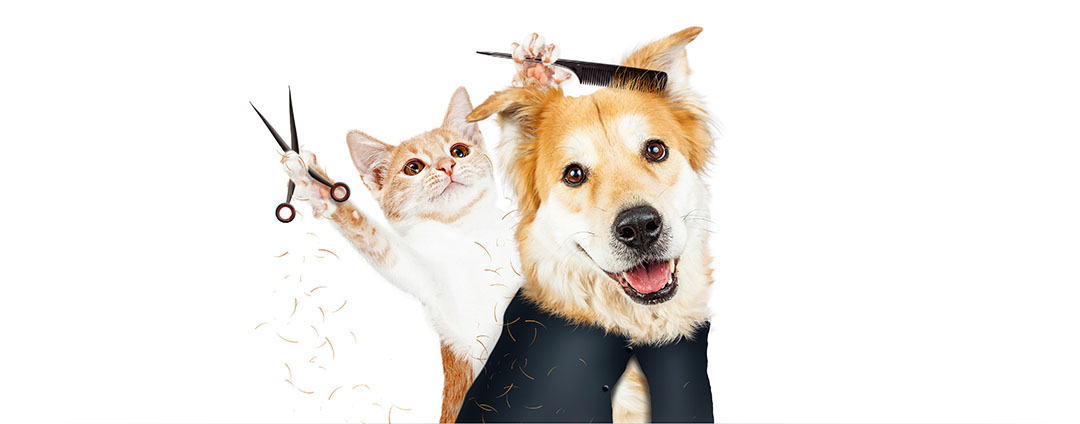 A cat giving a dog a haircut | K'9 Designz | Kamloops, British Columbia