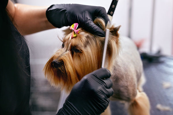 Dog Grooming | K'9 Designz | Kamloops, British Columbia