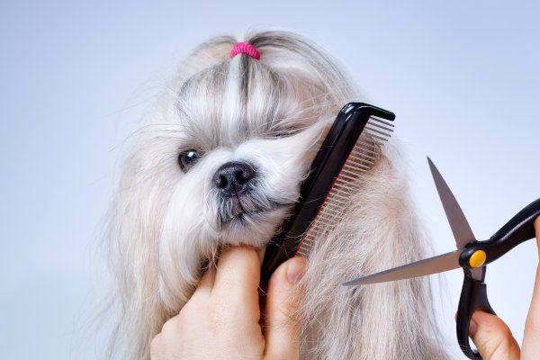 Dog Grooming | K'9 Designz | Kamloops, British Columbia